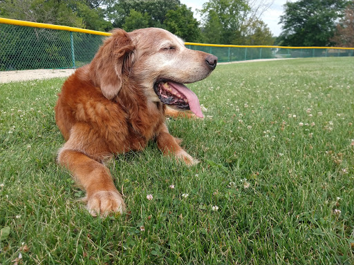 Park «Hoosier Grove Park», reviews and photos, 700 W Irving Park Rd, Streamwood, IL 60107, USA