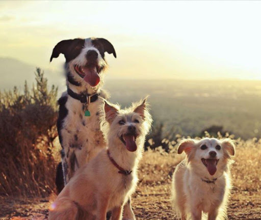 Pet Supply Store «Pet X Supplies & Tack», reviews and photos, 132 W Highland Rd Suite 101, Howell, MI 48843, USA