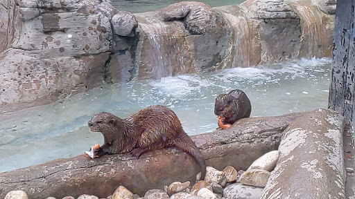 Zoo «Animal World & Snake Farm Zoo», reviews and photos, 5640 Interstate 35 Frontage Rd, New Braunfels, TX 78132, USA