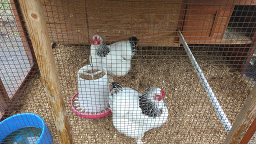 Aquarium «Cold Spring Harbor Fish Hatchery & Aquarium», reviews and photos, 1660 NY-25A, Cold Spring Harbor, NY 11724, USA