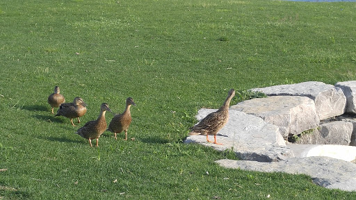 Park «Central City Park», reviews and photos, 36601 Ford Rd, Westland, MI 48185, USA