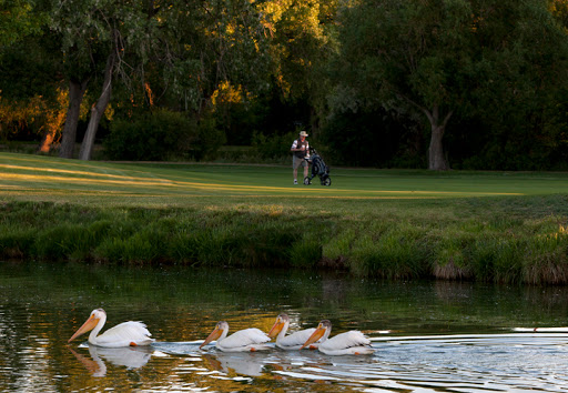 Golf Course «Aurora Hills Golf Course», reviews and photos, 50 S Peoria St, Aurora, CO 80012, USA