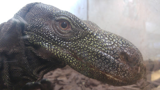 Zoo «The Reptile Zoo», reviews and photos, 18818 Brookhurst St, Fountain Valley, CA 92708, USA