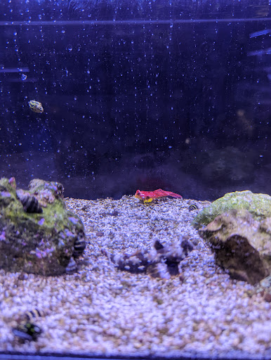 Aquarium «Aquatic Design & Development Group, LLC», reviews and photos, 1725 SW 17th St, Ocala, FL 34471, USA