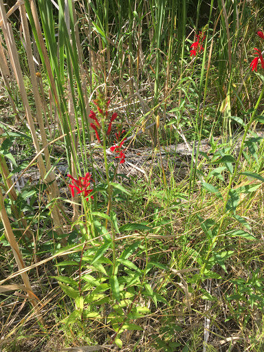 Nature Preserve «Teichner Preserve: The Leelanau Conservancy», reviews and photos, 5234 S Lime Lake Rd, Cedar, MI 49621, USA