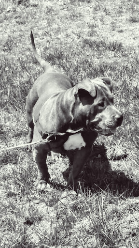 Pet Supply Store «PetSmart», reviews and photos, 290 S Broadway, Salem, NH 03079, USA