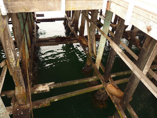 Coffee Shop «Santa Cruz Coffee Roasting Co.», reviews and photos, 1330 Pacific Ave, Santa Cruz, CA 95060, USA