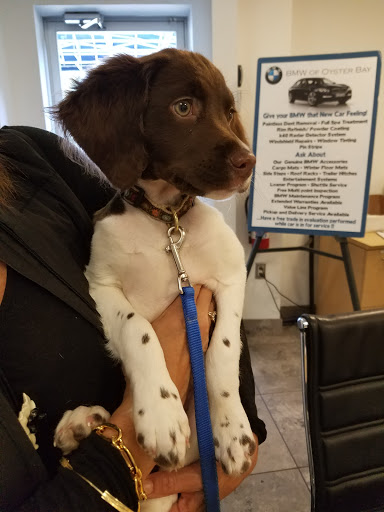 BMW Dealer «BMW of Oyster Bay», reviews and photos, 145 Pine Hollow Rd, Oyster Bay, NY 11771, USA