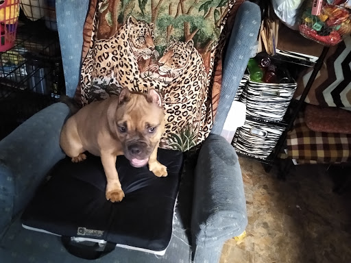 Pet Supply Store «Pet Supplies Plus», reviews and photos, 1748 N Harlem Ave, Elmwood Park, IL 60707, USA