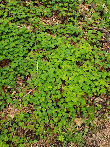 Park «Frink Park», reviews and photos, 398 Lake Washington Blvd S, Seattle, WA 98144, USA