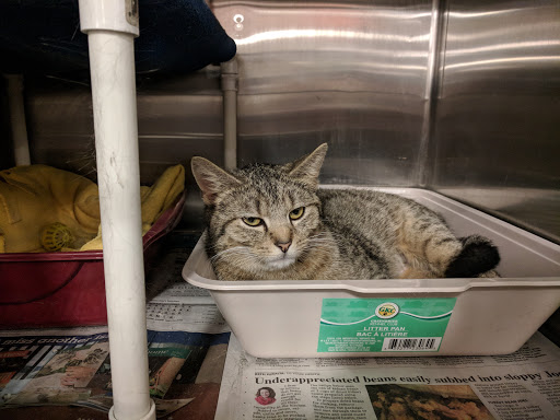 Pet Supply Store «PetSmart», reviews and photos, 2017 N Prospect Ave, Champaign, IL 61822, USA