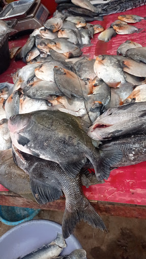 Tienda de peces Pucallpa