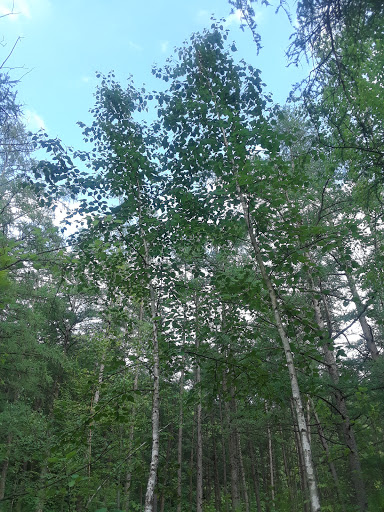 Park «Quaking Bog», reviews and photos, Theodore Wirth Pkwy, Minneapolis, MN 55411, USA