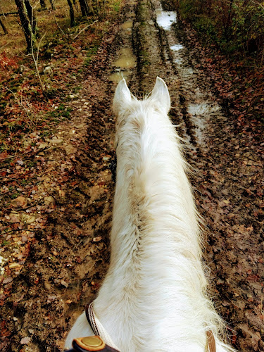 Centre Equestre de Sigbell à Saint-Beauzeil