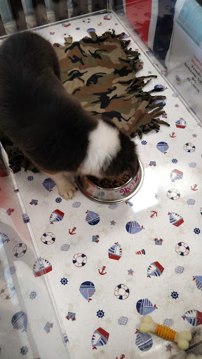 Pet Store «Charm City Puppies», reviews and photos, 8205 Snowden River Pkwy, Columbia, MD 21045, USA