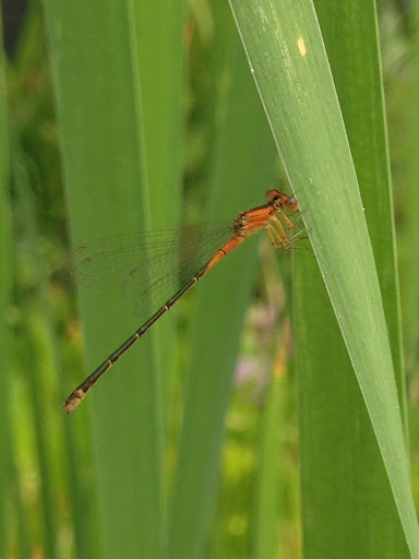 Gift Shop «Pondering Creations Farm», reviews and photos, 101 Allen St, Terryville, CT 06786, USA