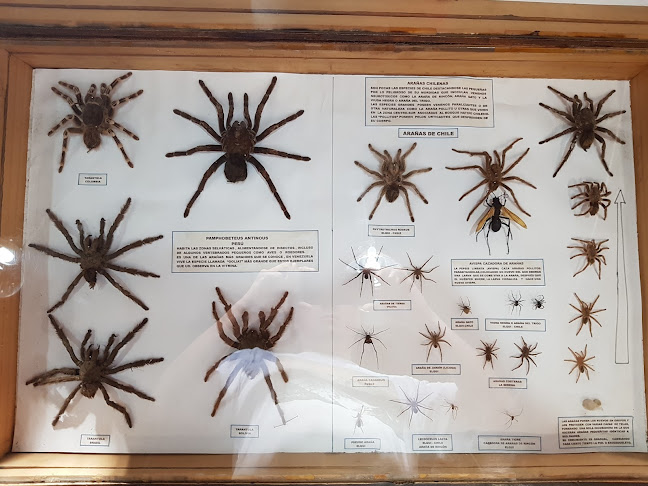 Museo Entomologico de Vicuña - Museo