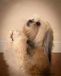 Mary Small Photography - Photo 9 - Car repair in Sausalito, CA, Richmond