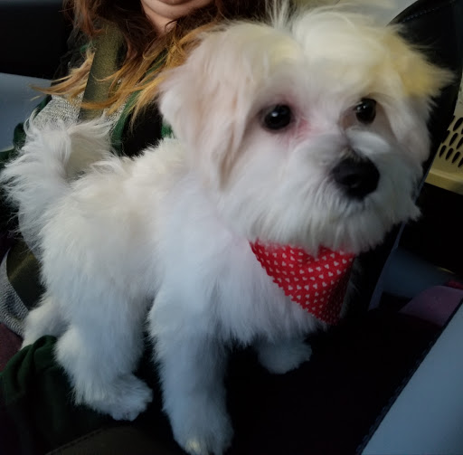 Pet Supply Store «Petco Animal Supplies», reviews and photos, 205 SE 5th St, Ames, IA 50010, USA