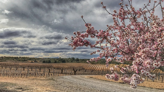 Bodegas Piqueras C. Zapateros, 11, 02640 Almansa, Albacete, España