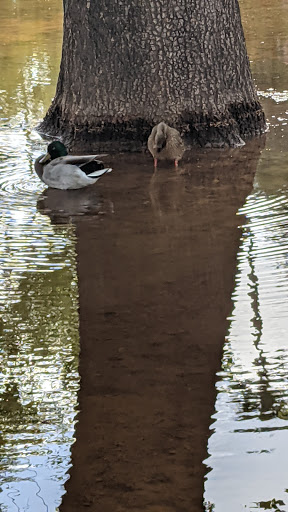 Park «Daley Park», reviews and photos, 1625 S College Ave, Tempe, AZ 85281, USA