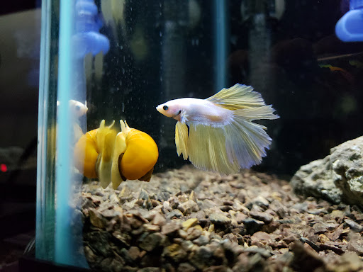 Pet Store «Exotic Fish», reviews and photos, 406 Northside Dr # F, Valdosta, GA 31602, USA