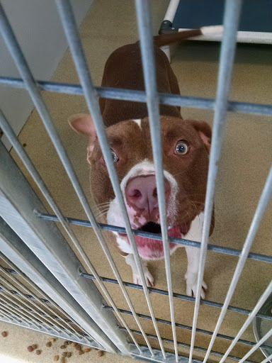 Cumberland County Animal Control