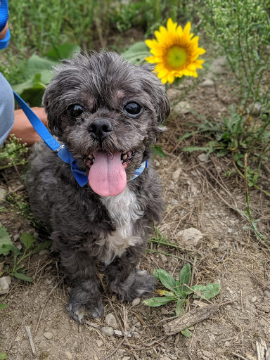 Tourist Attraction «Sussex County Sunflower Maze», reviews and photos, 101 Co Rd 645, Sandyston, NJ 07826, USA