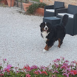 Photo n°2 de l'avis de Anna.o fait le 15/07/2020 à 14:45 sur le  Restaurant La Limonaia à Civitanova Marche