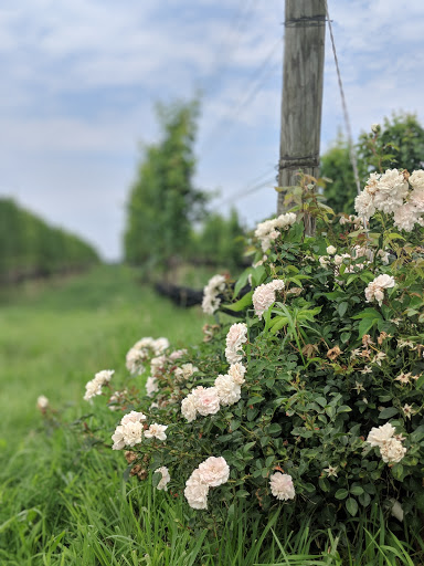 Winery «Paumanok Vineyards», reviews and photos, 1074 Main Rd, Aquebogue, NY 11931, USA