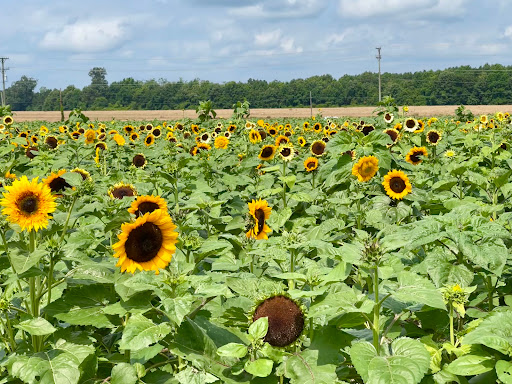 Fruit and Vegetable Store «Henley Farm», reviews and photos, 3513 Charity Neck Rd, Virginia Beach, VA 23456, USA