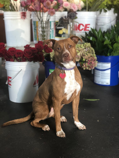 Florist «Pavilion of Flowers», reviews and photos, 799 Oceana Blvd, Pacifica, CA 94044, USA