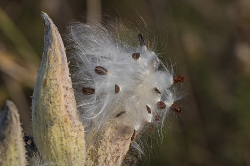 Nature Preserve «Rollins Savanna Forest Preserve», reviews and photos, 20160 W Washington St, Grayslake, IL 60030, USA