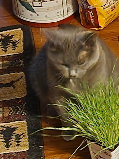 Pet Supply Store «Petco Animal Supplies», reviews and photos, 1337 N National Rd, Columbus, IN 47201, USA