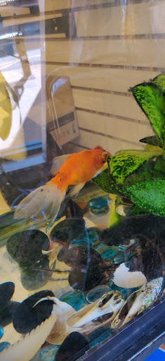 Shoe Store «Briar Vista Shoe Shop», reviews and photos, 2181 Briarcliff Rd NE, Atlanta, GA 30329, USA