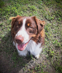 Furry Little Rascals, Orlando - Photo 7 - Car repair in , Orlando