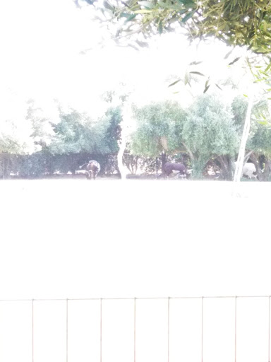 Golf Course «Falcon Dunes Golf Course», reviews and photos, 15100 Northern Ave, Waddell, AZ 85355, USA