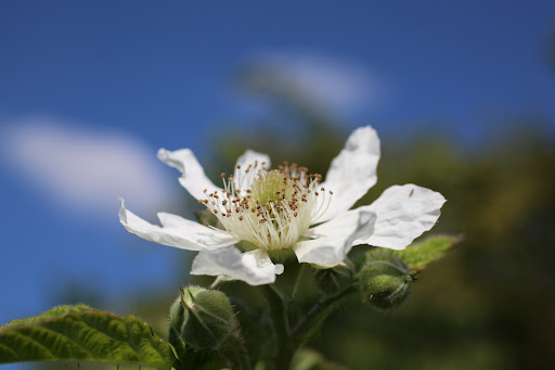 Produce Market «B&P Hitz Fruit Farm (Apples N Produce)», reviews and photos, 14070 Wilco Hwy NE, Woodburn, OR 97071, USA