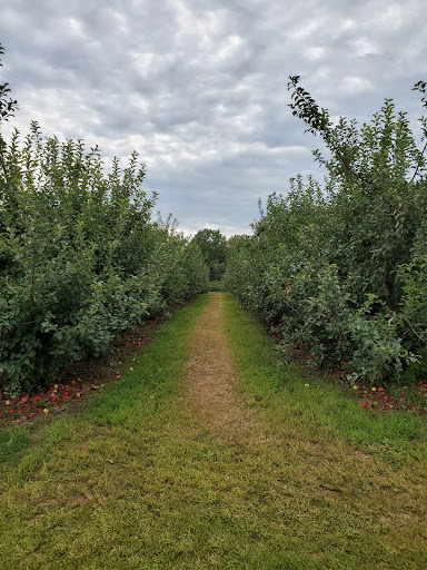 Tourist Attraction «Sunflower Maze», reviews and photos, South St, Middlefield, CT 06455, USA