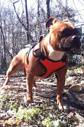 Photo n°14 de Fourrière animale SACPA, Renage à Renage ()