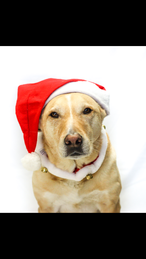 Pet Groomer «Pet-icure Pet Grooming & Supplies», reviews and photos, 89 Main St, Pepperell, MA 01463, USA