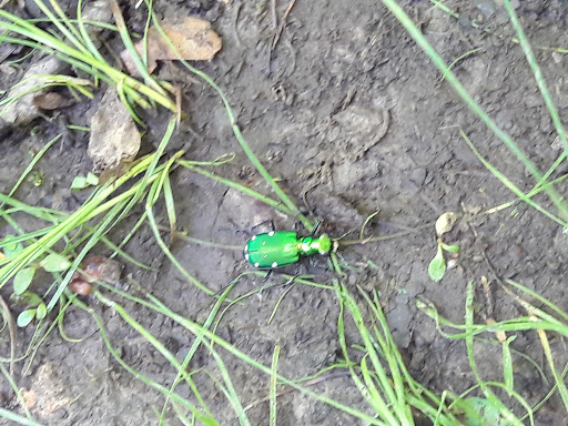 Nature Preserve «Engelmann Woods Natural Area», reviews and photos, 2360 Hwy D, Boles Township, MO 63304, USA