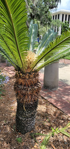 Tourist Attraction «Florida State Capitol», reviews and photos, 400 S Monroe St, Tallahassee, FL 32399, USA