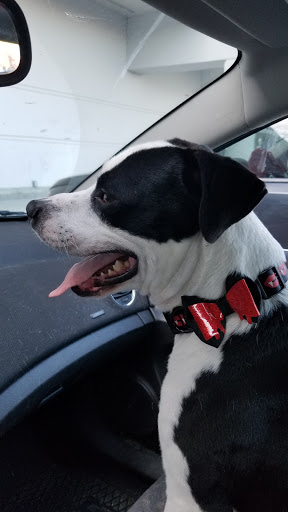 Pet Supply Store «PetSmart», reviews and photos, 17585 Southcenter Pkwy, Tukwila, WA 98188, USA