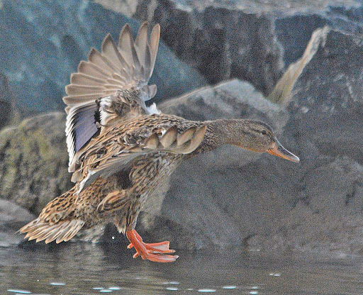 Tourist Attraction «Wetlands overlook park», reviews and photos, 4020 11th St, North Beach, MD 20714, USA