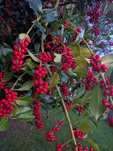 Park «North Lynnwood Park», reviews and photos, 18510 44th Ave W, Lynnwood, WA 98037, USA