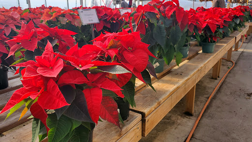 Plant Nursery «Martins Home & Garden», reviews and photos, 1020 NW Broad St, Murfreesboro, TN 37129, USA