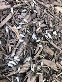 Raven Termite and Pest Control - Photo 3 - Car repair in Alexandria, VA, Washington