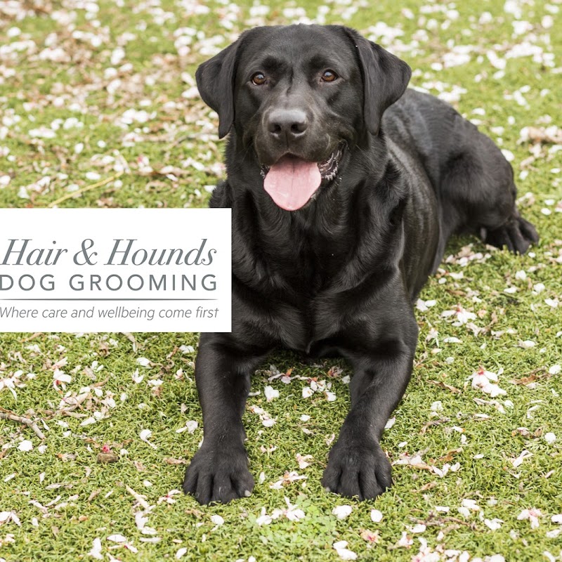 Hair and Hounds Dog Grooming