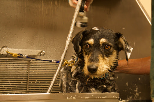 Pet Supply Store «Lemos Feed & Pet Supply», reviews and photos, 1320 Main St, Morro Bay, CA 93442, USA